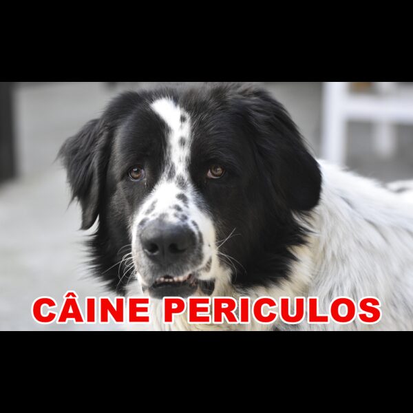 Indicator caine periculos Ciobanesc Bucovina