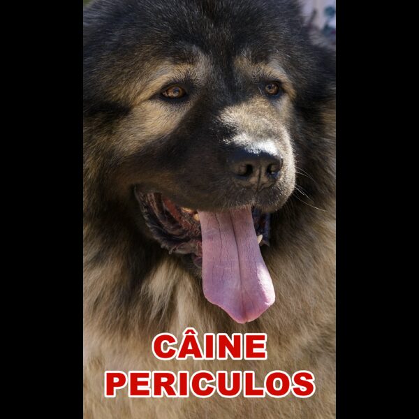 Indicator caine periculos Ciobanesc Caucazian