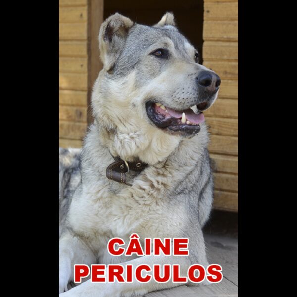 Indicator caine periculos Cobanesc Asia Centrala