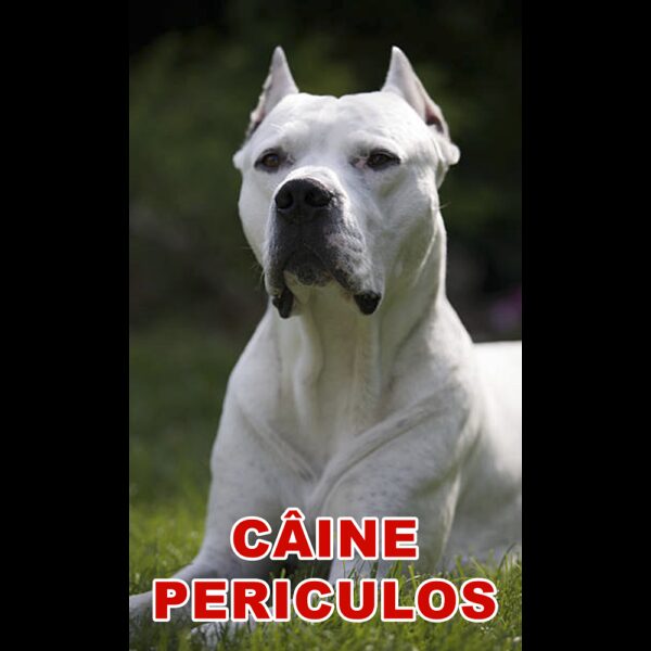 Indicator caine periculos Dog Argentinian