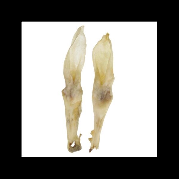 Ureche naturala de iepure 10 g/20 cm